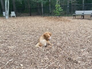 Image of Ogunquit Dog Park