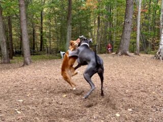 Image of Ogunquit Dog Park